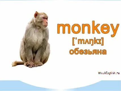 Monkey транскрипция. Обезьяна по английскому. Карточка на английском языке обезьяна. Карточка английский шимпанзе. Английский транскрипция обез.