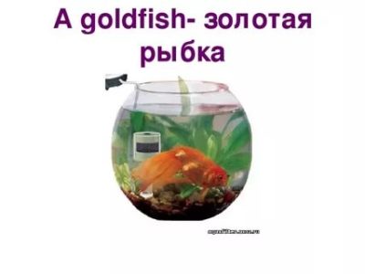 как по английски будет золотая рыбка