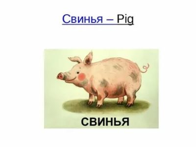как по английски пишется свинья