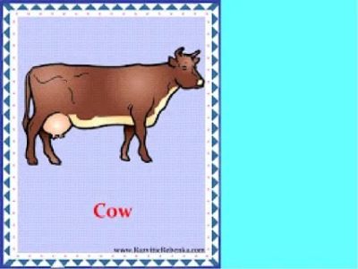 как по английски корова