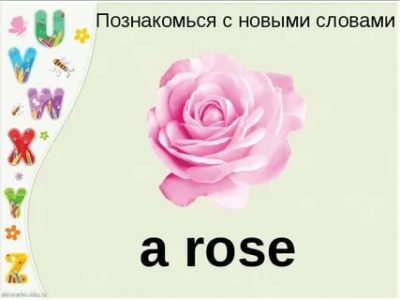 как по английски будет слово роза