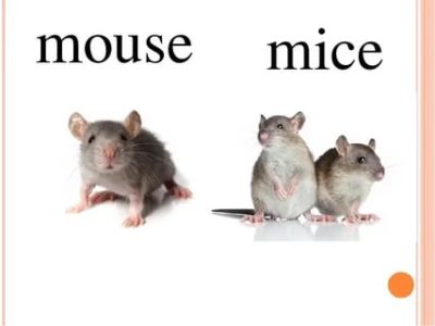как переводится слово mouse