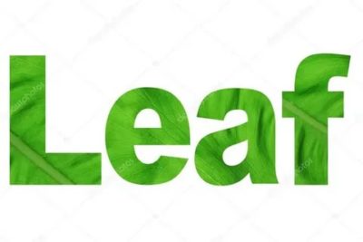 как переводится слово leaf