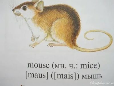 как пишется по английски мышь