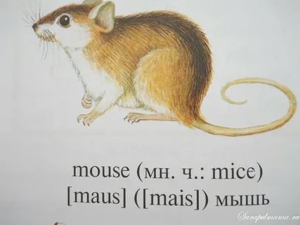 Как переводится с английского mice