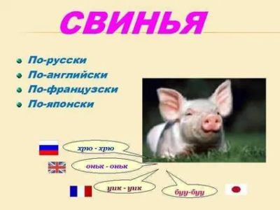 как по английски свинья