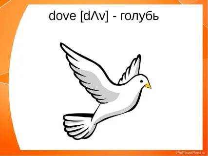 Голубей на английском. Dove голубь. Голубь на английском. Голубь карточка. Голубь карточка для английского.