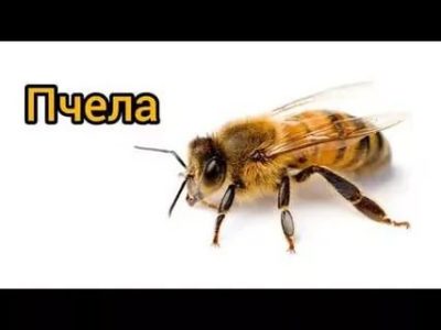 как по английски пчела