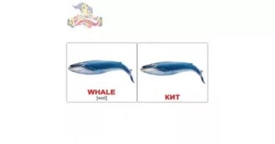 как по английски кит