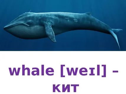 Whale перевод животное