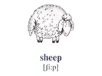 как по английски овца