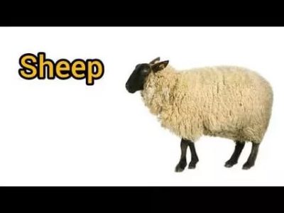 как по английски овца